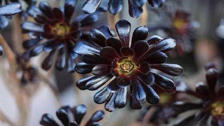 神秘的黑法师养护时,一定要注意一下几点,否则叶子很容易凋落