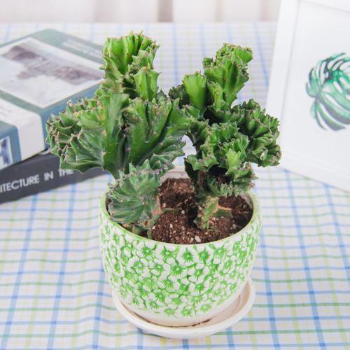 这几种花镇宅旺运，养护简单浇水少，晒晒太阳就能长个