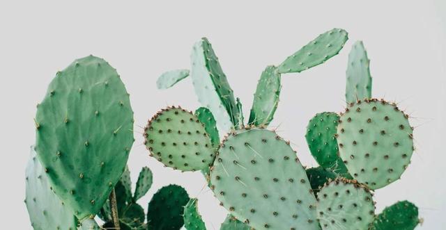 这几种花镇宅旺运，养护简单浇水少，晒晒太阳就能长个