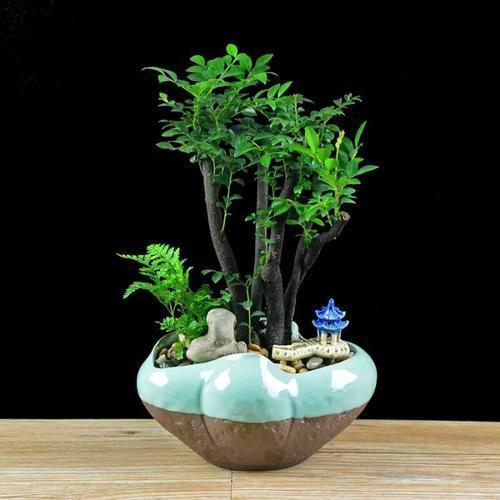 这几种花镇宅旺运，养护简单浇水少，晒晒太阳就能长个