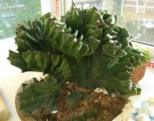 这几种花镇宅旺运，养护简单浇水少，晒晒太阳就能长个