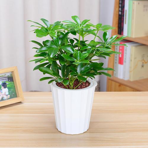 这几种花镇宅旺运，养护简单浇水少，晒晒太阳就能长个