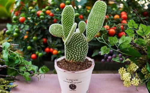 这几种花镇宅旺运，养护简单浇水少，晒晒太阳就能长个