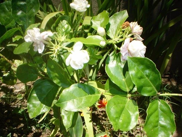 茉莉花养护时注意这几点,保准每年都有花朵观赏