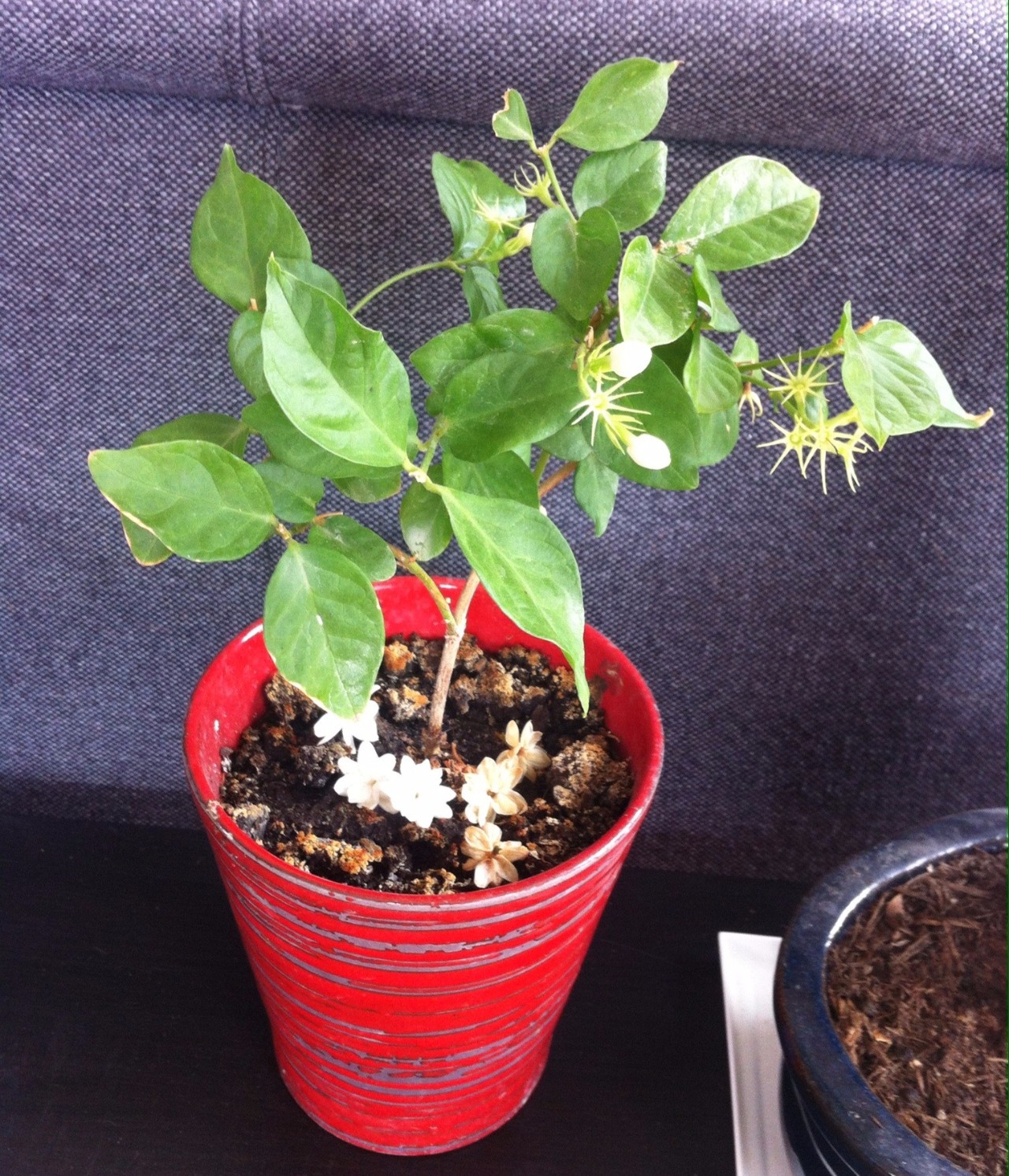 茉莉花养护时注意这几点,保准每年都有花朵观赏