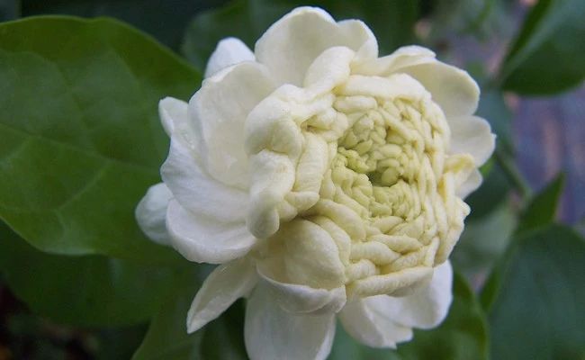 茉莉花养护时注意这几点,保准每年都有花朵观赏