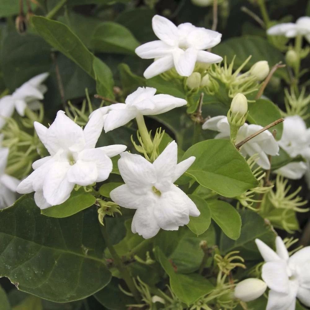 茉莉花养护时注意这几点,保准每年都有花朵观赏