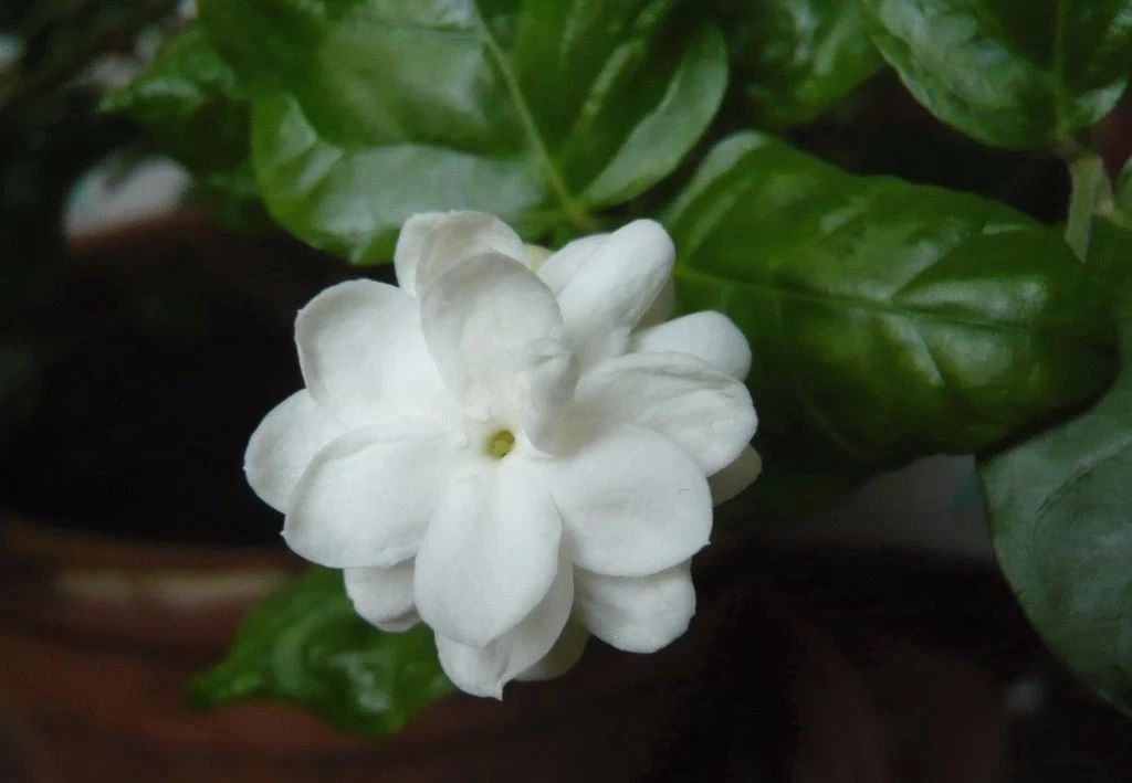茉莉花养护时注意这几点,保准每年都有花朵观赏