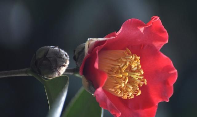 冬季如何养护茶花才能安全过冬？