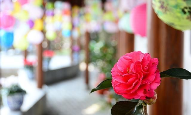 冬季如何养护茶花才能安全过冬？