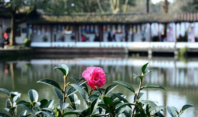 冬季如何养护茶花才能安全过冬？