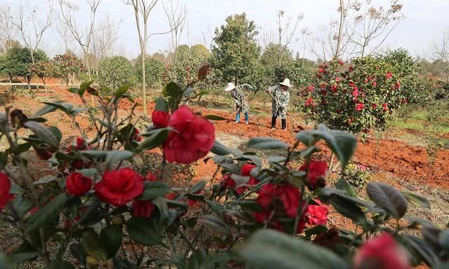 冬季如何养护茶花才能安全过冬？