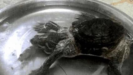 小伙网购一只鳄鱼，半年后模样越长越奇怪，医生的话让他不淡定了