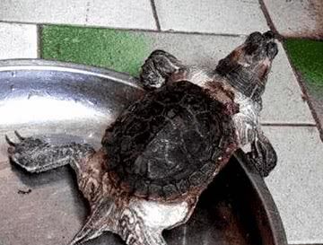 小伙网购一只鳄鱼，半年后模样越长越奇怪，医生的话让他不淡定了