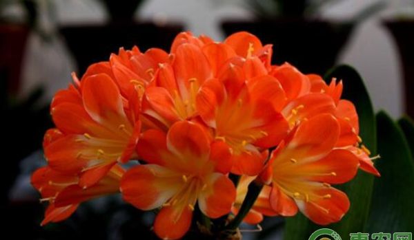 君子兰为什么不开花？君子兰养护要点及注意事项