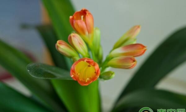 君子兰为什么不开花？君子兰养护要点及注意事项