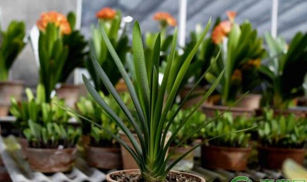 君子兰为什么不开花？君子兰养护要点及注意事项