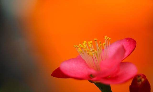 刚刚种下的扶桑花枯萎,那是养护不到位造成,学会之后就能避免