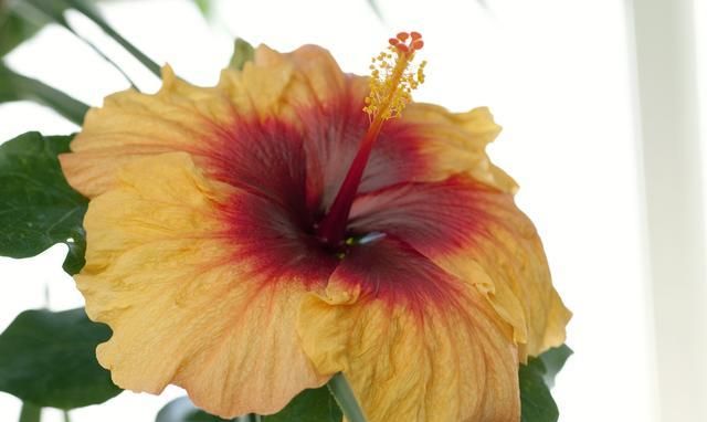 刚刚种下的扶桑花枯萎,那是养护不到位造成,学会之后就能避免