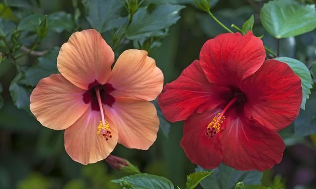 刚刚种下的扶桑花枯萎,那是养护不到位造成,学会之后就能避免