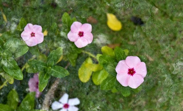 刚刚种下的扶桑花枯萎,那是养护不到位造成,学会之后就能避免