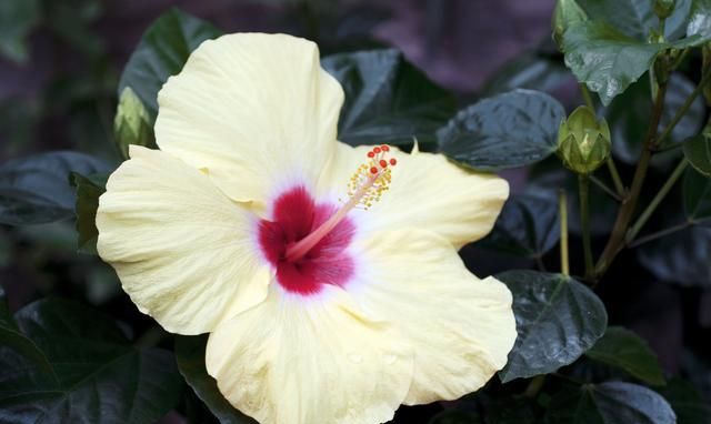 刚刚种下的扶桑花枯萎,那是养护不到位造成,学会之后就能避免