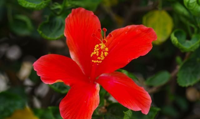 刚刚种下的扶桑花枯萎,那是养护不到位造成,学会之后就能避免