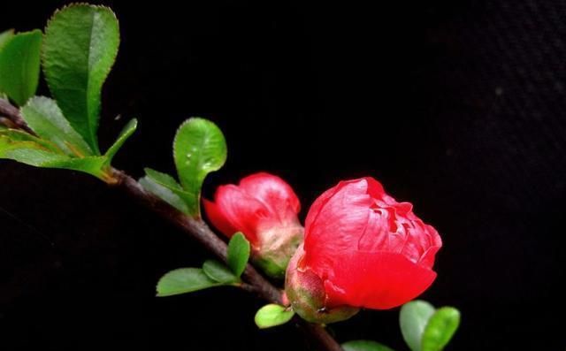 养贴梗海棠其实不难，就怕是找不到养护重点，如此管理这3个方面