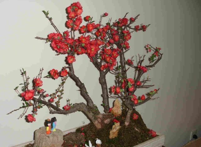 养贴梗海棠其实不难，就怕是找不到养护重点，如此管理这3个方面