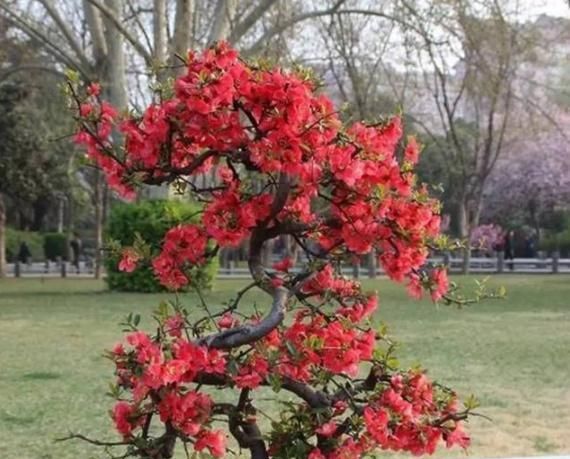 养贴梗海棠其实不难，就怕是找不到养护重点，如此管理这3个方面