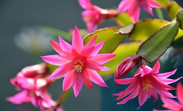 蟹爪兰养不好?这篇养护方法一看就会,建议收藏!