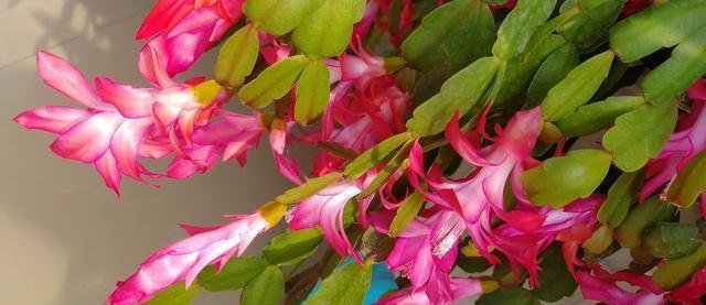 蟹爪兰养不好?这篇养护方法一看就会,建议收藏!