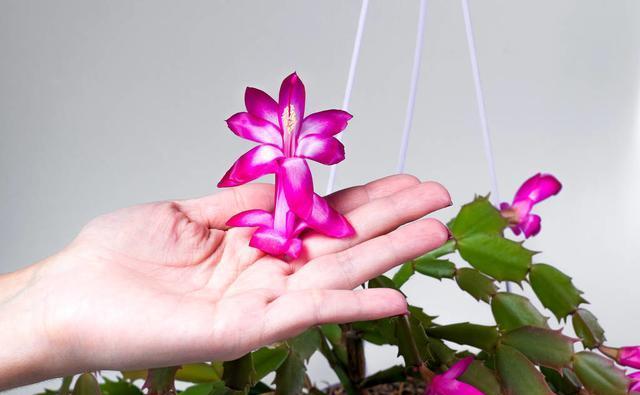 蟹爪兰养不好?这篇养护方法一看就会,建议收藏!