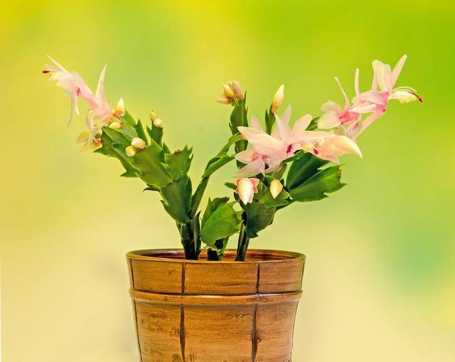 蟹爪兰养不好?这篇养护方法一看就会,建议收藏!