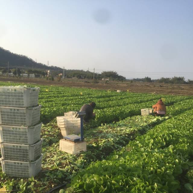 一棵蔬菜的旅程:直击广东蔬菜供应全链条