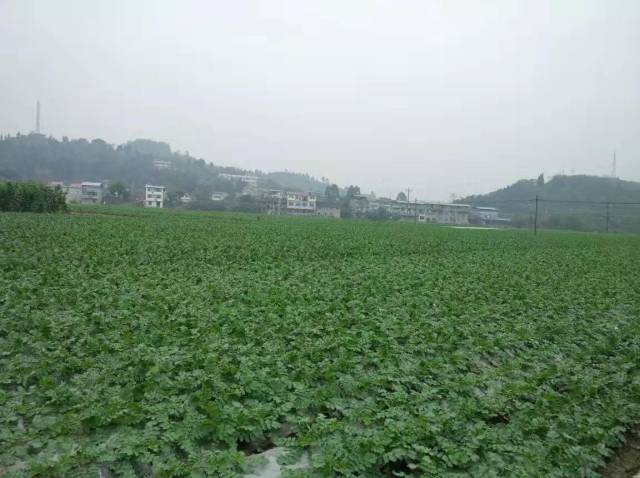 一棵蔬菜的旅程:直击广东蔬菜供应全链条