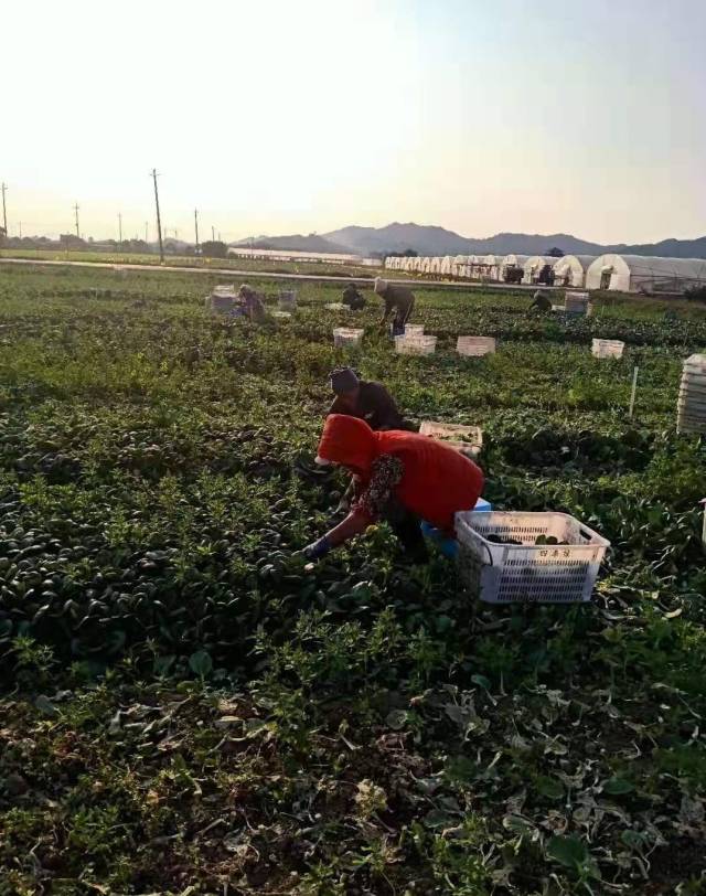 一棵蔬菜的旅程:直击广东蔬菜供应全链条
