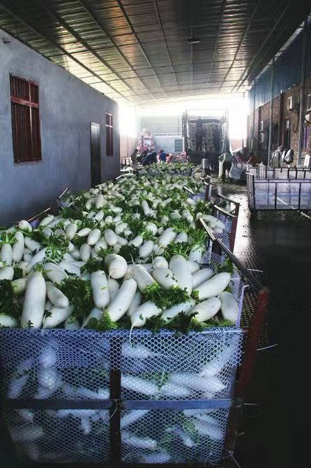 一棵蔬菜的旅程:直击广东蔬菜供应全链条
