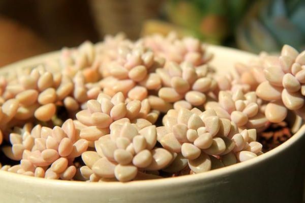 养肉肉给你推荐它,生长快,易养护,小巧可爱,轻松爆满盆