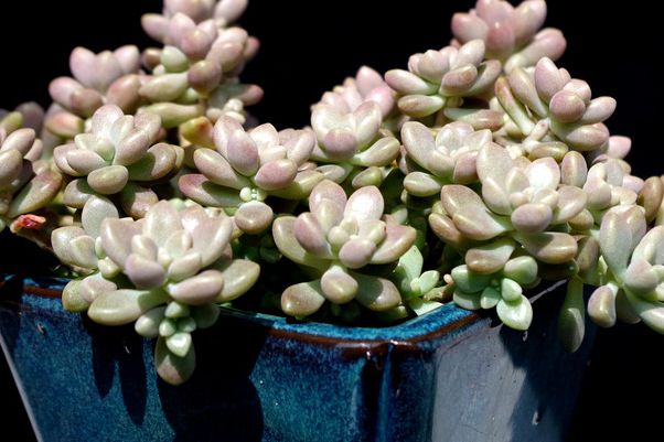 养肉肉给你推荐它,生长快,易养护,小巧可爱,轻松爆满盆