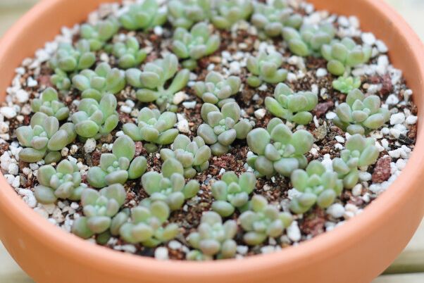 养肉肉给你推荐它,生长快,易养护,小巧可爱,轻松爆满盆