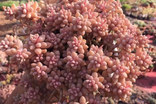 养肉肉给你推荐它,生长快,易养护,小巧可爱,轻松爆满盆