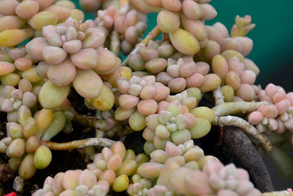 养肉肉给你推荐它,生长快,易养护,小巧可爱,轻松爆满盆