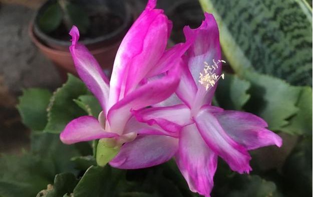 盆栽选对品种是关键，不要买4种植物，养护妥当花谢后难再开