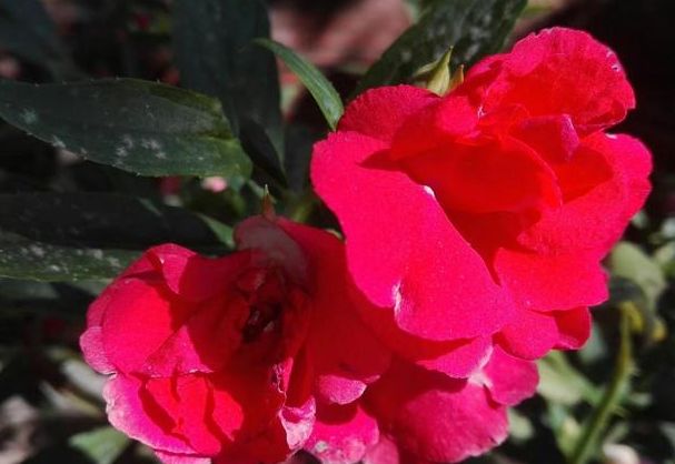 盆栽选对品种是关键，不要买4种植物，养护妥当花谢后难再开