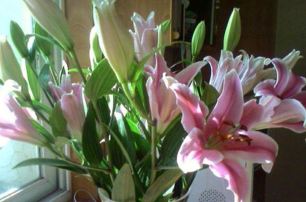 盆栽选对品种是关键，不要买4种植物，养护妥当花谢后难再开