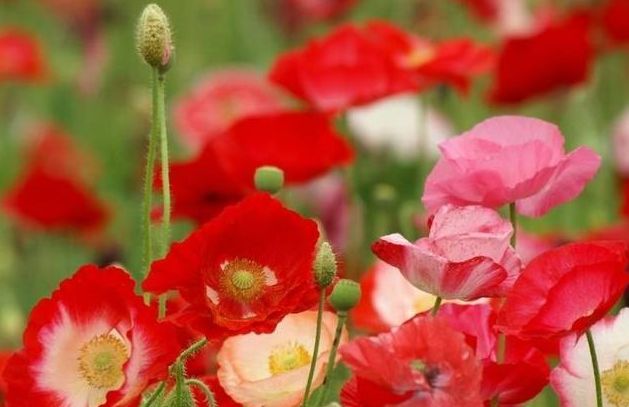 盆栽选对品种是关键，不要买4种植物，养护妥当花谢后难再开