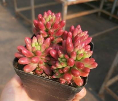 多肉盆景虹之玉栽培与养护技术