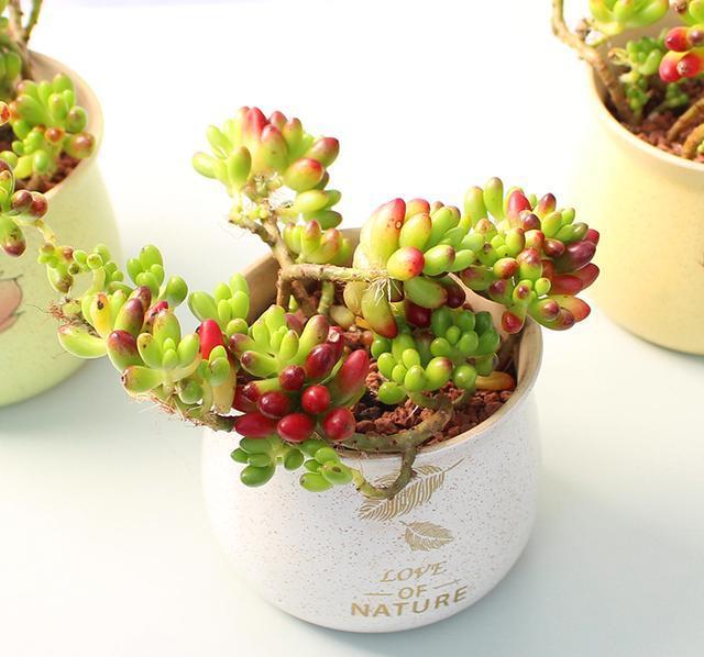 多肉盆景虹之玉栽培与养护技术