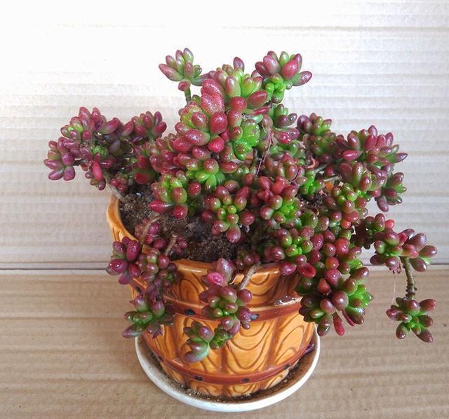 多肉盆景虹之玉栽培与养护技术